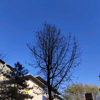 开心的酸桔子头像