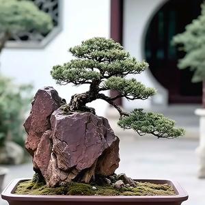 微盆小景头像