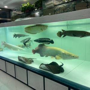 养猛鱼的刘先生头像