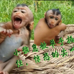 猴子日常趣闻头像