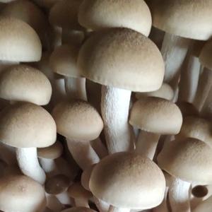 蘑菇达人头像