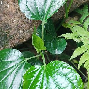 极速伊斯特尔5Y2头像