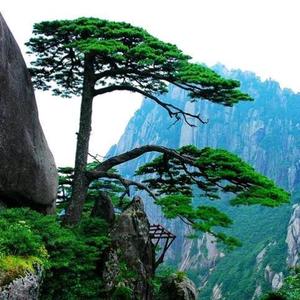不老松头像