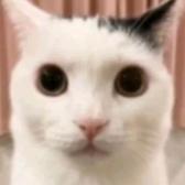 小猫的主人游戏主播张哥头像