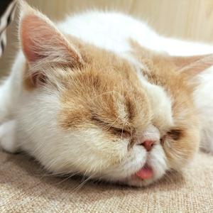 大梦想家猪猪头像