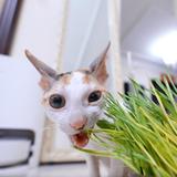 柯尼斯酱紫头像