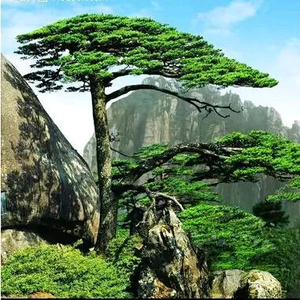 万选挑一头像