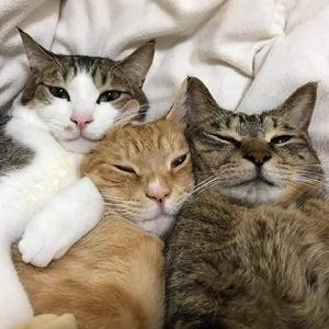 猫爸爸疗愈塔罗头像