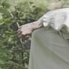 小鹿的生活随笔头像