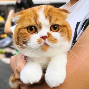 励志当个有文化的猫头像