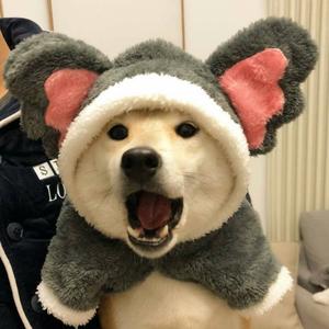 Tll螳螂螂头像