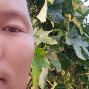 磊磊士力架头像