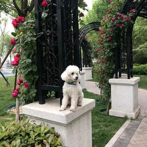 桃花扇123头像