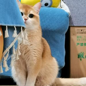 楠陌的猫头像