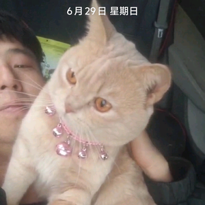小燕子头像