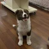 边牧叮当头像