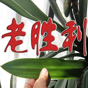 我是老胜利头像