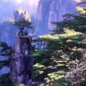 金丝鸟头像