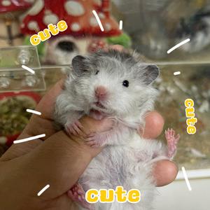 小鸡不好惹头像