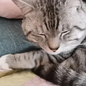 小莓茉言停更暂时退 头像