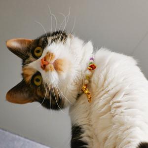 猫好头像