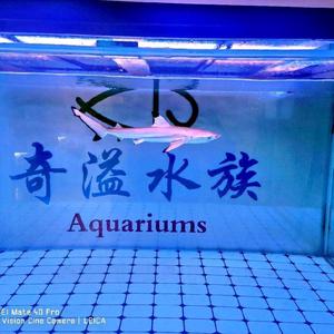 奇溢水族头像