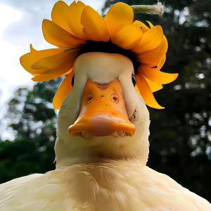 执否头像