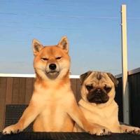正义凛然的西瓜子头像