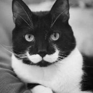 娱乐圈里一只猫头像