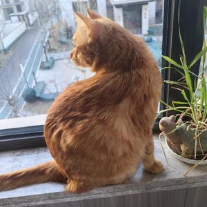 多马路奶奶头像