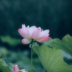 谷是良民头像
