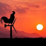 抖了个音659头像