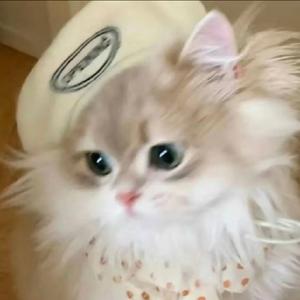 一颗柚子头像