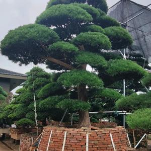 亿竹园艺头像