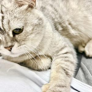 大橘猫DD头像