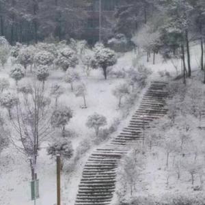 棠梨煎雪头像