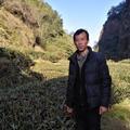 江湖茶人风清扬头像