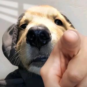 小黄纪实头像