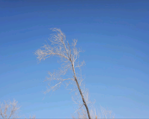 逆光下奔跑的奇奇头像