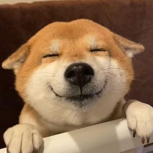 榴莲千层狗头像