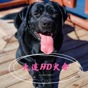 大连HD犬舍头像