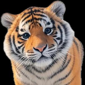 大猫十事头像