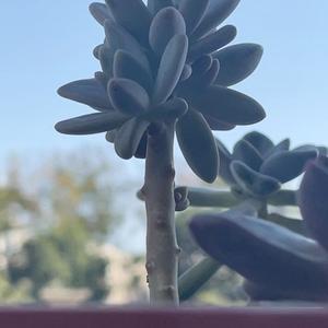 乐观的溪流5o头像