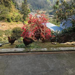 老李贵权头像