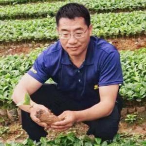云南生姜价格网头像