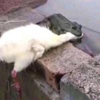 狗蛋啊hh头像