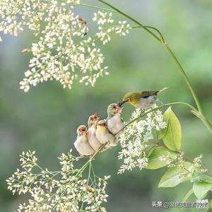 韩华社头像