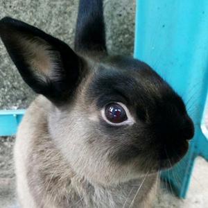 小胖子头像