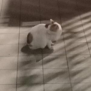 王炸拆开打 头像