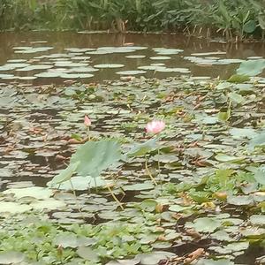 志芳头像
